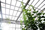 Build A Greenhouse, Solarium Or Conservatory projects in Minneapolis, Minnesota